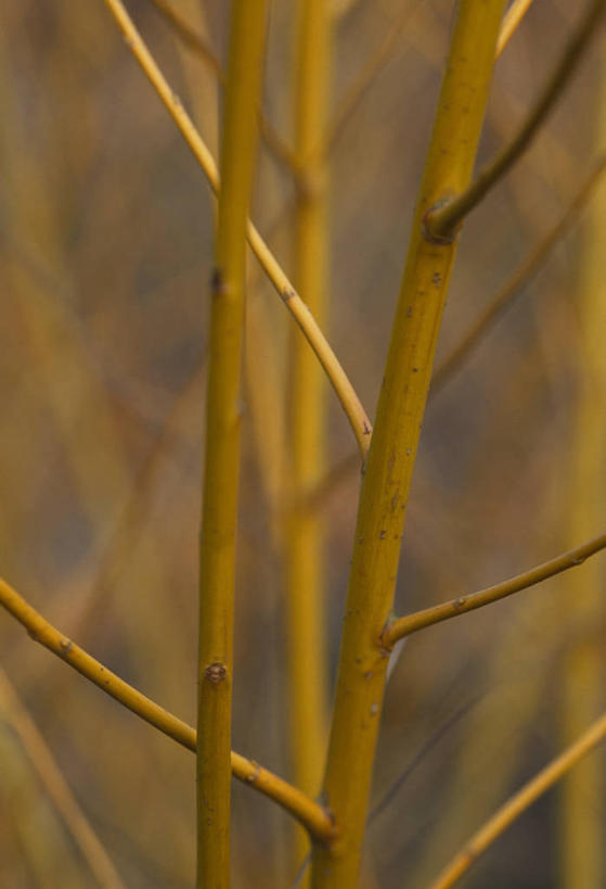 无人,竖图,室外,特写,白天,留白,植物,柳树,英国,冬天,茎,枝,黄色,摄影,柔焦,彩图,对焦