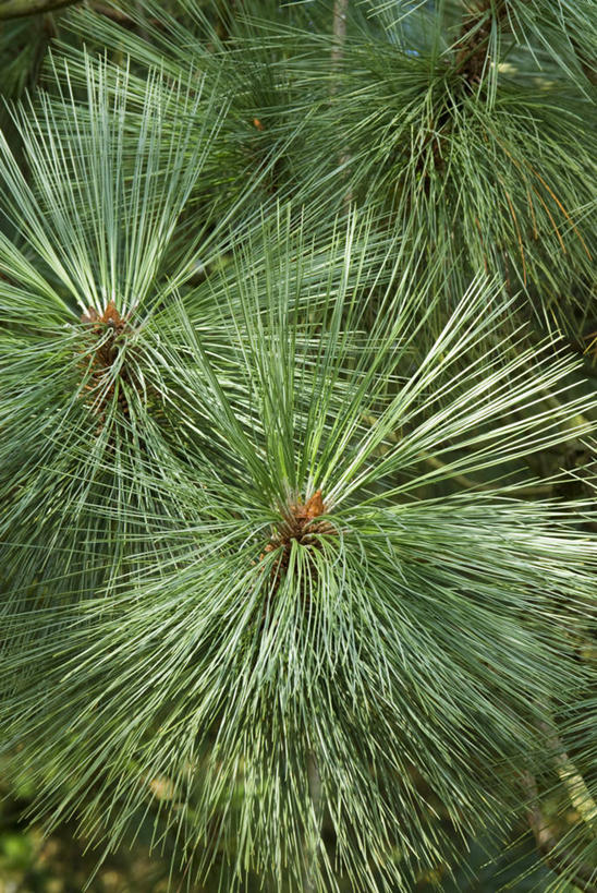 无人,竖图,室外,特写,白天,留白,植物,松树,叶子,英国,枝,树,绿色,摄影,常绿树,松木,彩图,对焦