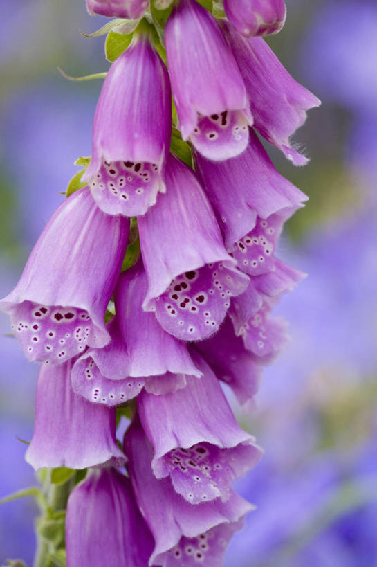 无人,竖图,室外,特写,白天,美景,植物,景观,花,粉色,自然,景色,摄影,毛地黄,自然风光,彩图,对焦