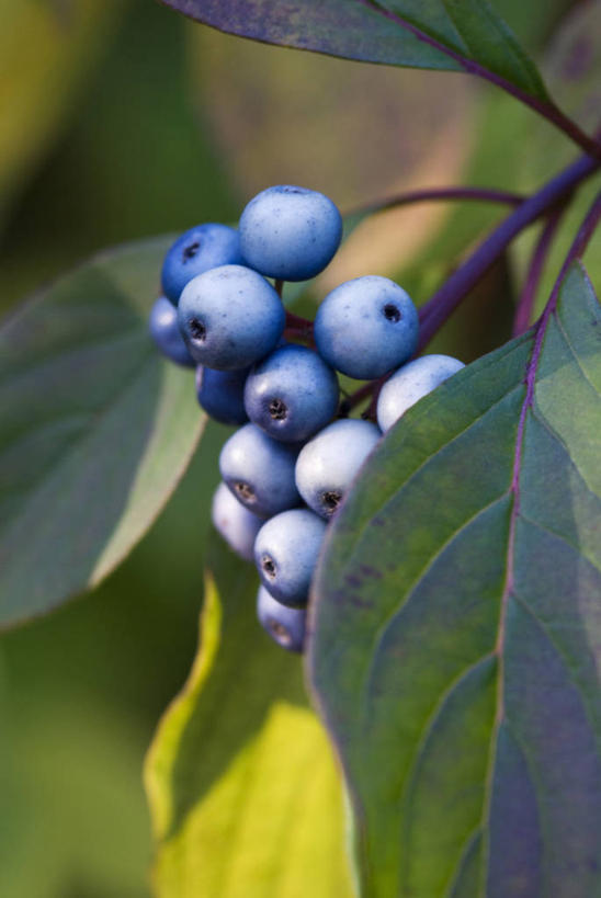 无人,竖图,彩色,室外,特写,白天,留白,植物,浆果,叶子,英国,蓝色,绿色,摄影,五颜六色,色彩斑斓,清新,柔焦,五彩缤纷,山茱萸,五彩斑斓,五光十色,秋天,彩图,对焦