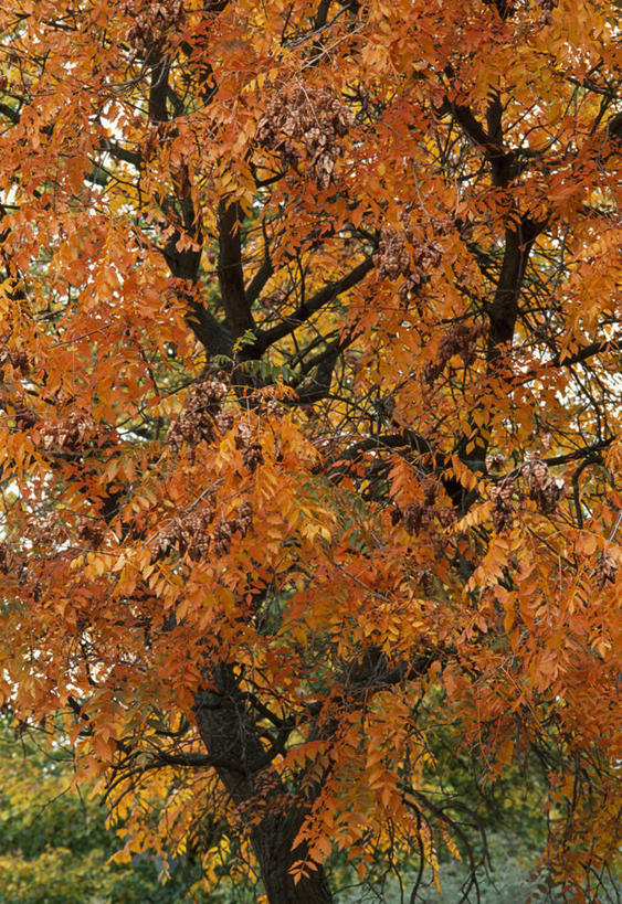 无人,竖图,彩色,室外,白天,植物,叶子,英国,树,橙色,摄影,五颜六色,色彩斑斓,五彩缤纷,落叶树,五彩斑斓,五光十色,秋天,彩图,全画面,全框架,全帧,全画幅