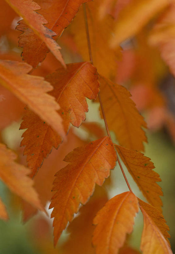 无人,竖图,彩色,室外,特写,白天,留白,植物,叶子,英国,枝,橙色,摄影,五颜六色,色彩斑斓,清新,柔焦,五彩缤纷,落叶树,五彩斑斓,五光十色,秋天,彩图,全画面,全框架,全帧,全画幅,对焦