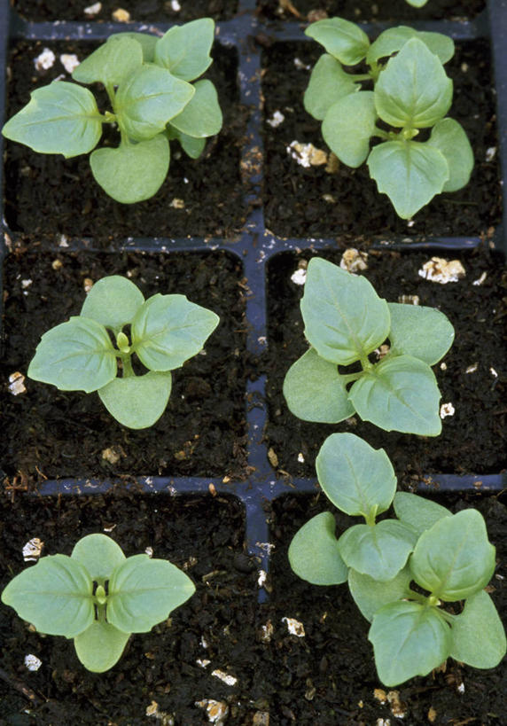 无人,竖图,俯视,室外,特写,白天,植物,叶子,英国,泥土,园艺,饮食,绿色,春天,摄影,生长,罗勒,草本,秧苗,彩图,高角度拍摄,全画面,全框架,全帧,全画幅,对焦