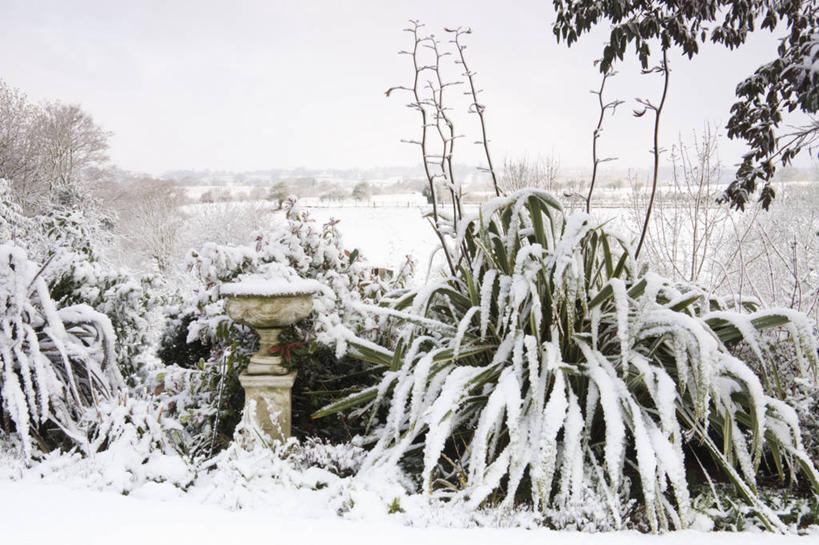无人,横图,室外,白天,留白,雪,植物,叶子,英国,花坛,冬天,白色,寒冷,摄影,清新,伍斯特郡,彩图