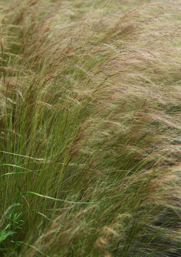 无人,竖图,室外,白天,留白,植物,叶子,英国,绿色,夏天,摄影,柔焦,观赏草,针茅,彩图,对焦,多年生植物