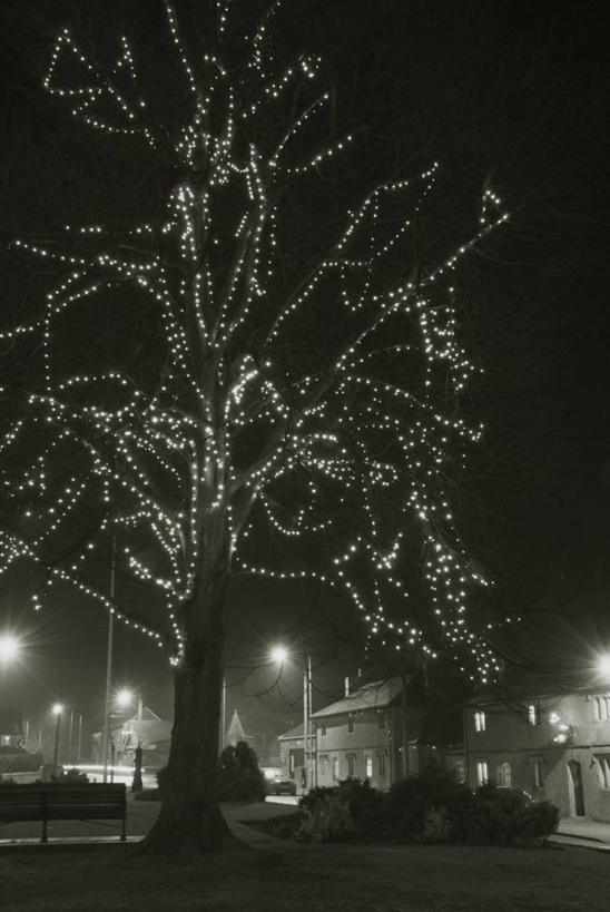 无人,竖图,黑白,彩色,室外,夜晚,留白,植物,城市,路灯,照明,英国,圣诞节,庆祝,彩灯,冬天,城镇,灯光,圣诞树,枝,灯,树,树木,绿色,自然,灯具,摄影,花灯,电灯,生长,成长,轮廓,五颜六色,照亮,色彩斑斓,焦点,照明设备,五彩缤纷,圣诞灯,多塞特郡,落叶树,五彩斑斓,五光十色,对焦