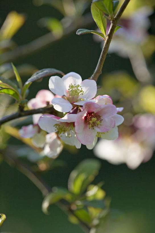 无人,竖图,室外,特写,白天,美景,植物,日光,阴影,景观,饮食,花,花瓣,花朵,粉色,自然,春天,景色,摄影,灌木,清新,自然风光,逆光,温柏,开端,彩图,对焦