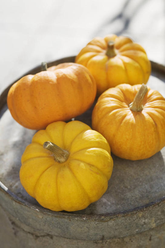 无人,竖图,彩色,室外,特写,白天,留白,农业,农作物,蔬菜,静物,日光,英国,饮食,排列,黄色,橙色,摄影,五颜六色,色彩斑斓,清新,选择,五彩缤纷,五彩斑斓,五光十色,秋天,彩图,对焦