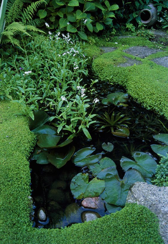 无人,竖图,室外,白天,留白,水,植物,睡莲,叶子,英国,绿色,夏天,摄影,水生植物,彩图,多年生植物