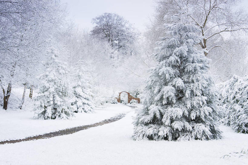 无人,横图,室外,白天,留白,树林,雪,英国,庭院,冬天,小路,枝,天气,树,白色,春天,寒冷,摄影,清新,常绿树,伍斯特郡,针叶树,彩图,花园路