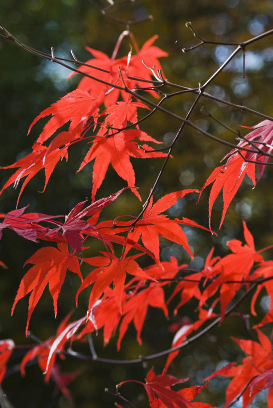无人,竖图,彩色,室外,特写,白天,留白,植物,枫树,叶子,日光,英国,枝,树,红色,季节,摄影,五颜六色,色彩斑斓,柔焦,五彩缤纷,逆光,落叶树,五彩斑斓,五光十色,秋天,彩图,对焦