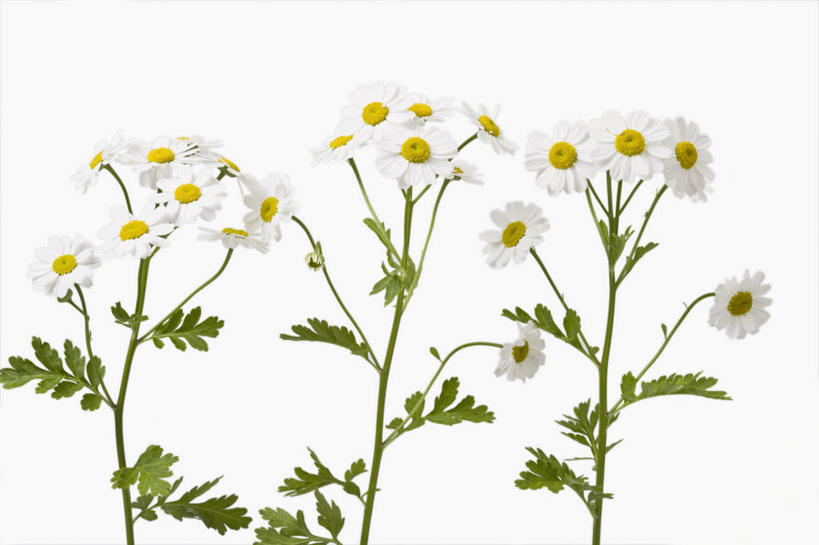 无人,横图,彩色,留白,植物,叶子,草药,花,花瓣,绿色,白色,摄影,影棚,五颜六色,色彩斑斓,艾菊,菊科植物,草本,清新,摄影棚,五彩缤纷,五彩斑斓,五光十色,彩图,影棚拍摄,拍摄