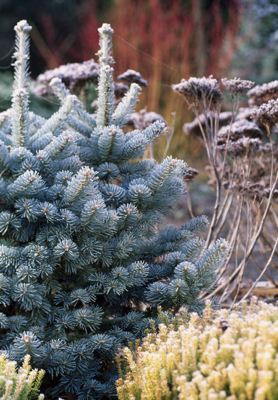 无人,竖图,室外,白天,留白,植物,叶子,英国,花坛,冬天,草药,药草,中药,蓝色,绿色,摄影,景天,杉树,药材,中草药,中药材,本草,常绿树,石南花,八宝,针叶树,彩图,包菜还阳,活血三七,对焦,多年生植物,共生关系