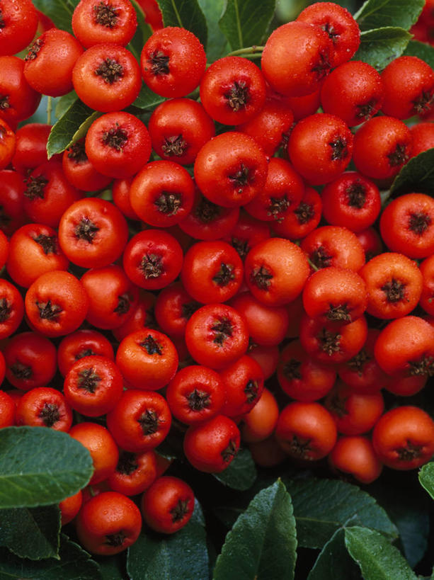 无人,竖图,彩色,室外,特写,白天,留白,植物,浆果,英国,橙色,摄影,五颜六色,色彩斑斓,清新,柔焦,五彩缤纷,五彩斑斓,五光十色,秋天,彩图,全画面,全框架,全帧,全画幅,对焦