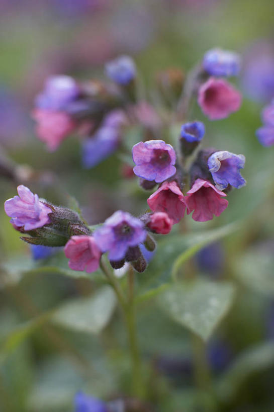无人,竖图,室外,特写,白天,留白,植物,英国,花,花瓣,粉色,紫色,春天,摄影,清新,柔焦,彩图,兜藓,对焦,多年生植物