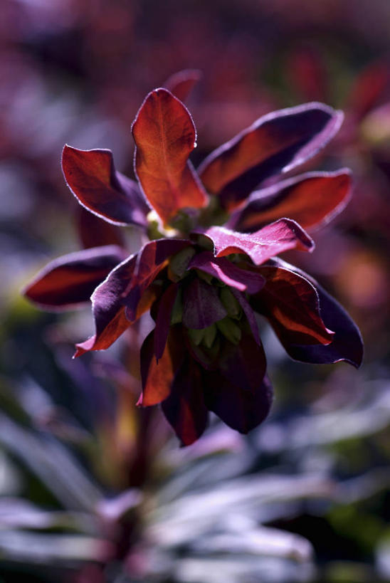 无人,竖图,室外,特写,白天,留白,植物,日光,英国,草药,药草,中药,花,花瓣,红色,紫色,摄影,清新,药材,中草药,柔焦,中药材,本草,马利筋,彩图,对焦,多年生植物