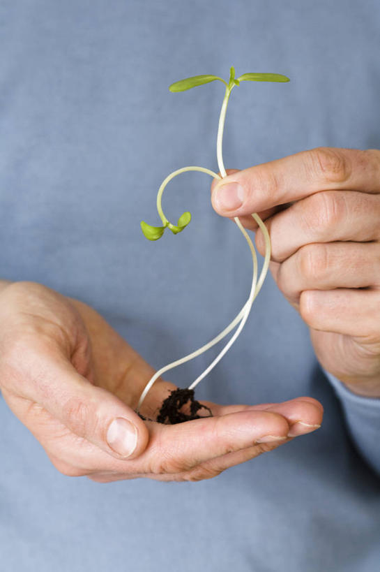 成年人,中年人,手,一个人,竖图,室外,特写,白天,农业,植物,仅一个男性,仅一个人,仅一个中年男性,茎,人体,摄影,生长,部分,清新,秧苗,开端,男人,男性,中年男性,彩图