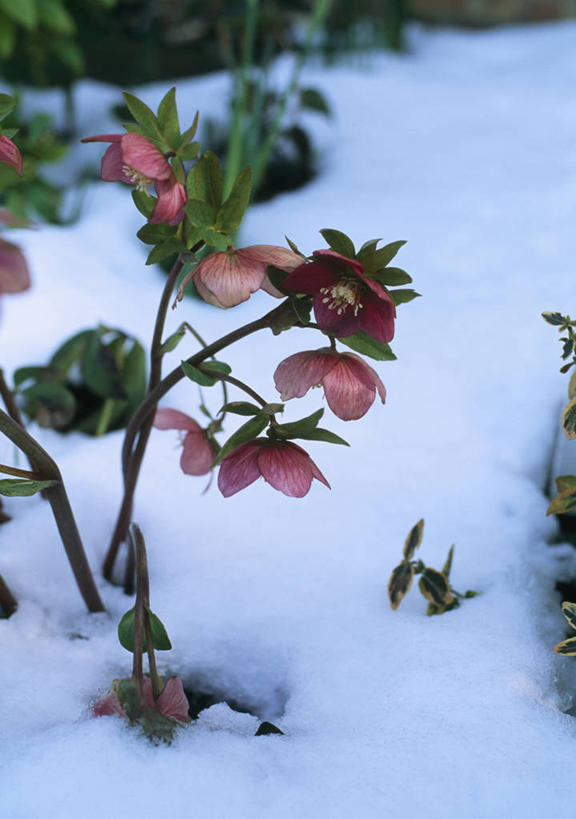 无人,竖图,室外,白天,留白,雪,植物,日光,英国,冬天,花,花瓣,粉色,寒冷,摄影,清新,菟葵,彩图,对焦,多年生植物