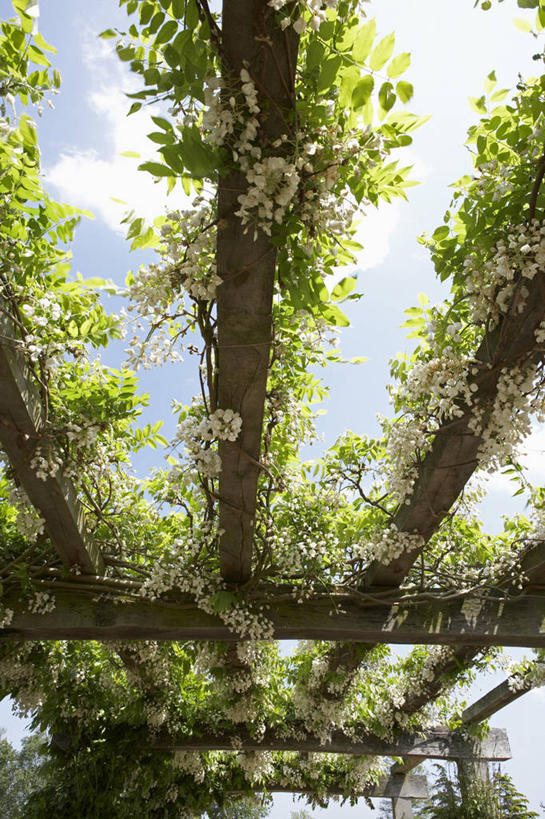 无人,竖图,室外,白天,仰视,植物,叶子,英国,云,紫藤,花,花瓣,蓝色,绿色,白色,天空,夏天,向上看,摄影,生长,清新,彩图,低角度拍摄,全画面,全框架,全帧,全画幅,对焦