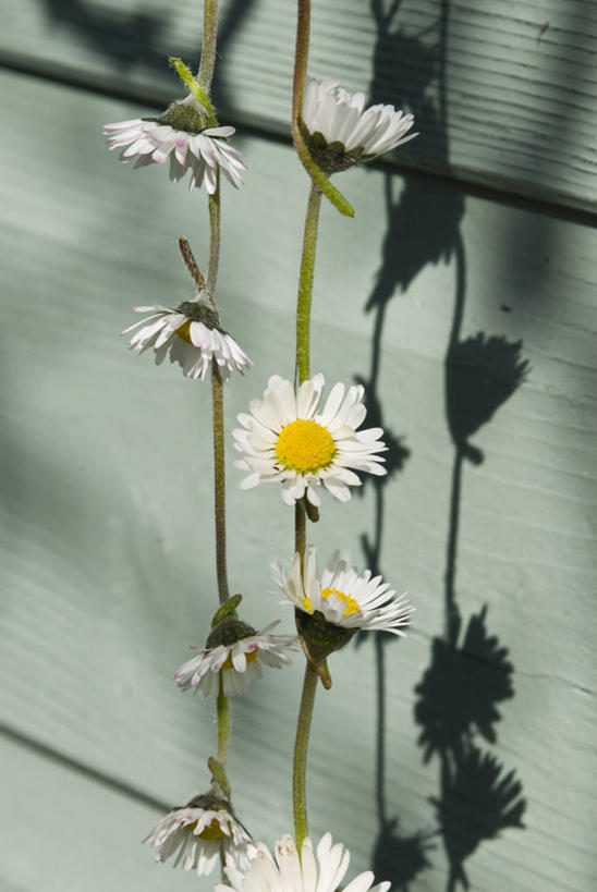 无人,竖图,室外,特写,白天,留白,静物,日光,阴影,花环,雏菊,花,花瓣,黄色,白色,摄影,清新,彩图,对焦,链环