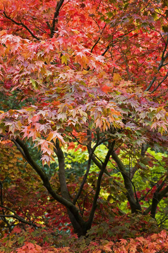 无人,竖图,彩色,室外,白天,美景,植物,枫树,叶子,景观,树,红色,自然,橙色,景色,季节,摄影,五颜六色,色彩斑斓,自然风光,五彩缤纷,落叶树,五彩斑斓,五光十色,秋天,彩图