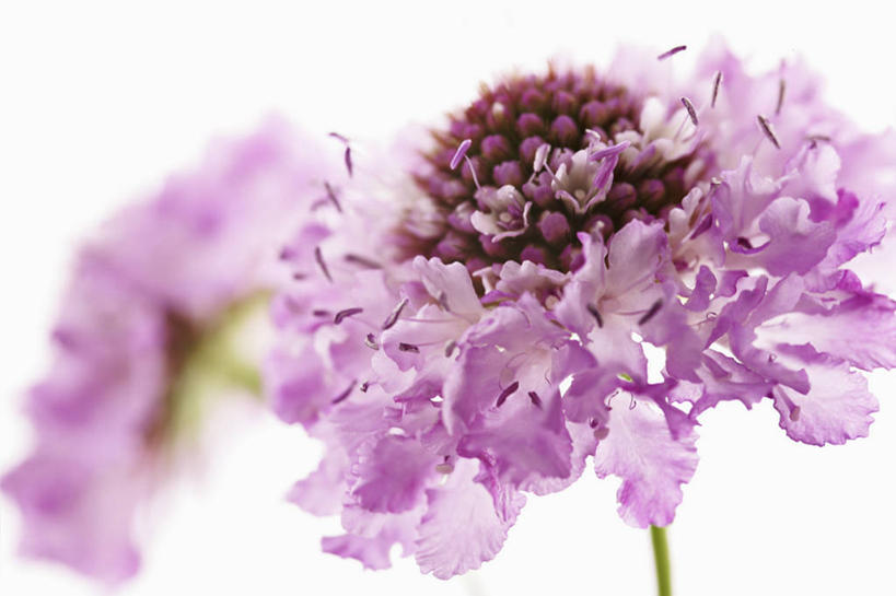 无人,横图,特写,留白,白色背景,美景,植物,景观,花,花瓣,两个,粉色,自然,景色,摄影,影棚,清新,自然风光,摄影棚,逆光,轮峰菊,彩图,影棚拍摄,拍摄,对焦