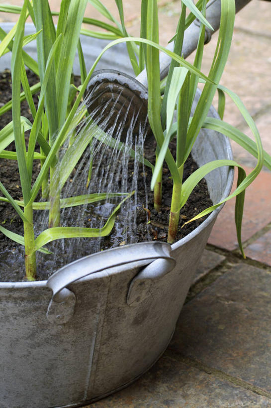 无人,竖图,室外,特写,白天,留白,农业,美景,水,植物,蔬菜,叶子,花盆,英国,环保,工作,金属,喷壶,景观,园艺,食品,茎,饮品,设备,浇水,饮食,英格兰,物品,食物,饮料,绿色,自然,容器,夏天,职业,景色,摄影,生长,生活方式,能源,洗澡盆,环境,回收,资源,关爱,可口,清新,自然风光,利用,低碳,循环,循环利用,英国文化,持续,适口,大蒜,彩图,对焦,家务劳动