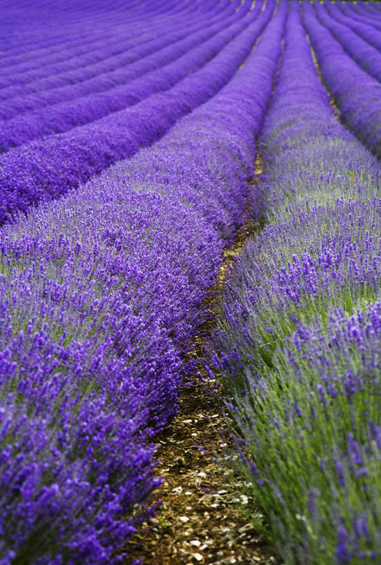 无人,竖图,室外,白天,留白,爱情,美景,植物,英国,一排,整齐,景观,田地,浪漫,英格兰,花,排列,紫色,自然,香草,夏天,薰衣草,景色,摄影,灌木,队列,清新,自然风光,柔焦,呼吸,灵香草,黄香草,奇迹,彩图,全画面,全框架,全帧,全画幅,对焦