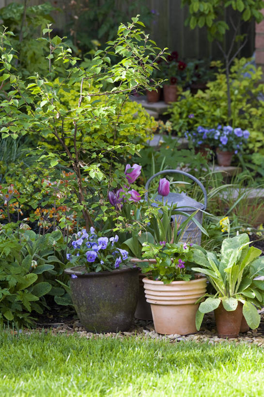 无人,竖图,室外,白天,留白,美景,植物,郁金香,蔬菜,叶子,花盆,新鲜,庭院,景观,食品,花,树,食物,粉色,蓝色,绿色,自然,容器,春天,景色,摄影,白桦,有机食品,绿色食品,多样,粘土,自然风光,三色紫罗兰,落叶树,黄花九轮草,彩图,多年生植物