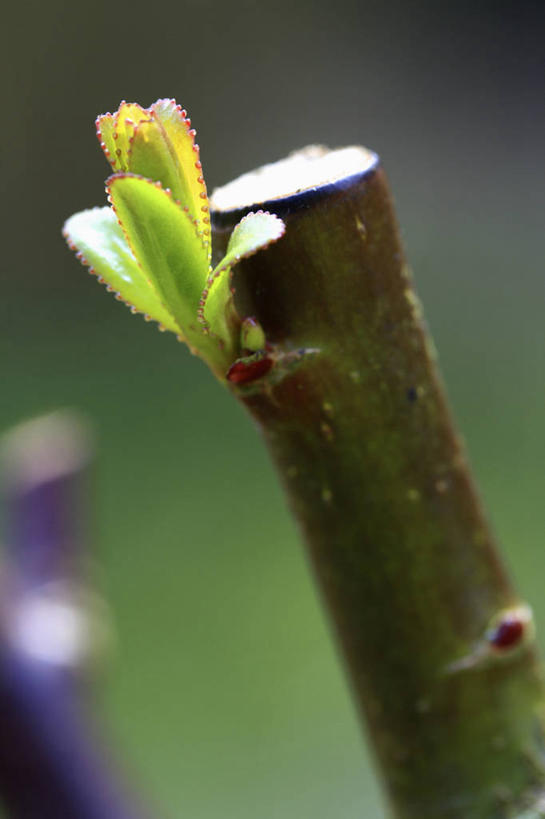 无人,竖图,室外,特写,白天,留白,美景,植物,柳树,叶子,英国,修剪,景观,园艺,茎,枝,英格兰,树,绿色,自然,春天,树苗,景色,摄影,生长,自然风光,英国文化,落叶树,彩图,对焦