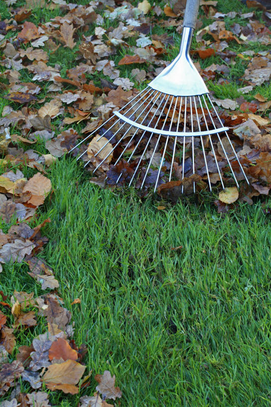 无人,竖图,室外,特写,白天,留白,草坪,叶子,英国,一排,整齐,金属,陆地,园艺,褐色,设备,英格兰,物品,草,排列,绿色,职业,摄影,落下,清理,耙子,队列,关爱,秋天,彩图,对焦,家务劳动