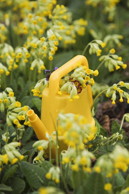 无人,竖图,室外,特写,白天,留白,美景,植物,喷壶,塑胶,景观,野花,串,花,花瓣,一个,黄色,自然,花束,春天,景色,摄影,单个,自然风光,柔焦,黄花九轮草,彩图,全画面,全框架,全帧,全画幅,对焦