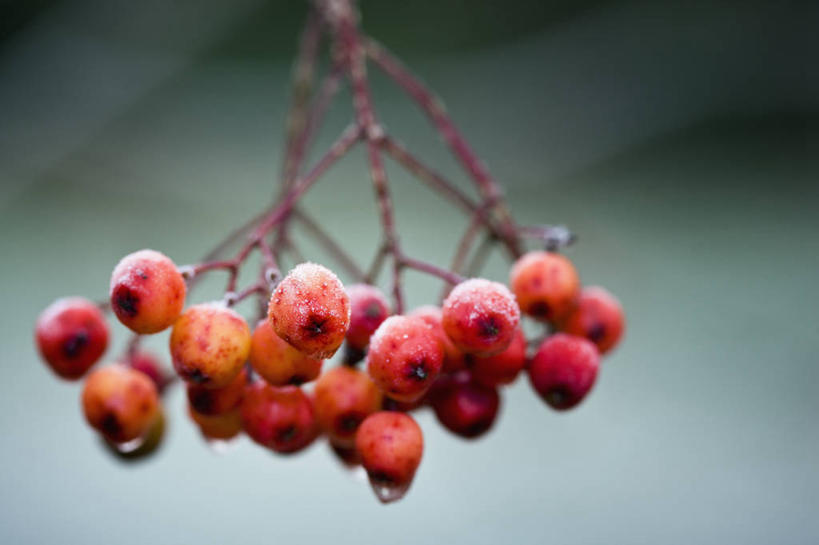 无人,横图,室外,特写,白天,留白,美景,植物,浆果,水果,景观,冬天,霜,饮食,树,红色,自然,橙色,景色,忧伤,摄影,美好,自然风光,善良,痛苦,柔焦,忠诚,落叶树,花楸,红果臭山槐,百华花楸,马加木,秋天,彩图,哭泣,欧洲花楸,对焦