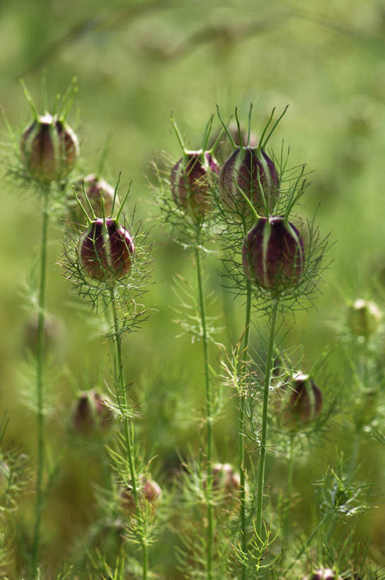 无人,竖图,室外,特写,白天,美景,植物,叶子,景观,调味,香料,佐料,褐色,绿色,自然,干花,景色,摄影,葛缕子,配料,自然风光,柔焦,作料,秋天,彩图,对焦
