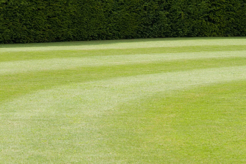 无人,横图,室外,白天,留白,草坪,英国,一排,条纹,整齐,英格兰,草,排列,绿色,夏天,摄影,园林,队列,肌理,常绿树,紫杉,式样,树篱,彩图