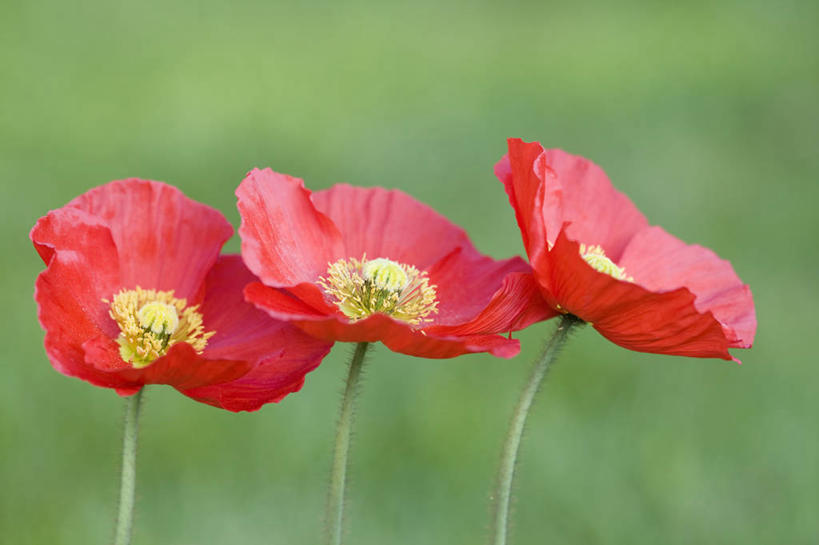 无人,横图,室外,特写,白天,留白,美景,植物,一排,整齐,景观,茎,花,花瓣,排列,三个,红色,自然,景色,摄影,队列,清新,自然风光,冰岛罂粟,彩图,对焦,多年生植物