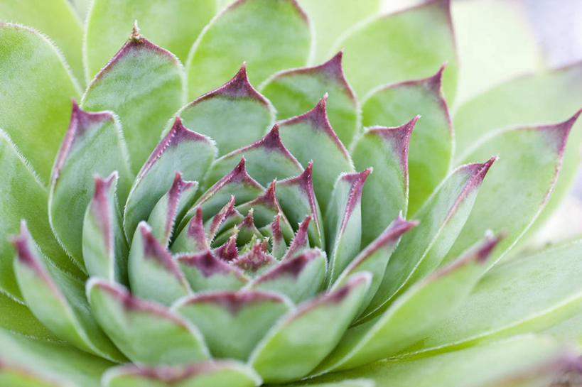 无人,横图,室外,特写,白天,美景,植物,叶子,景观,粉色,红色,绿色,自然,景色,摄影,生长,石莲花,清新,荆棘,自然风光,柔焦,彩图,全画面,全框架,全帧,肉质植物,全画幅,对焦,长生花