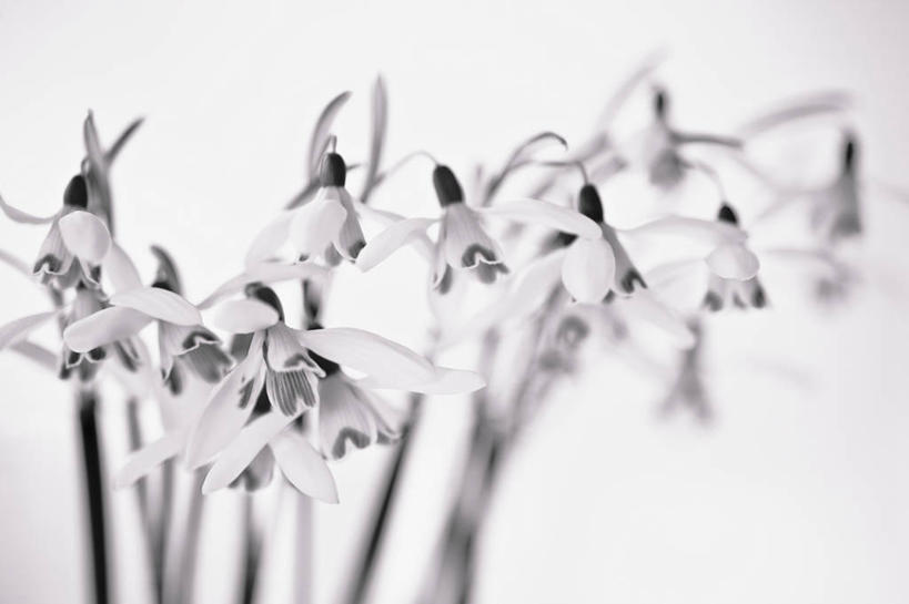 无人,横图,黑白,特写,留白,美景,植物,蔬菜,新鲜,景观,食品,花,花瓣,食物,自然,景色,摄影,有机食品,绿色食品,自然风光,雪花莲,影棚拍摄