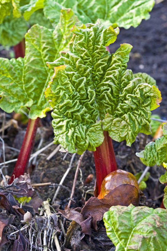皱纹,无人,竖图,室外,特写,白天,植物,蔬菜,叶子,生食,食品,茎,饮品,饮食,食物,饮料,红色,绿色,自然,春天,摄影,可口,清新,大黄,适口,彩图,对焦