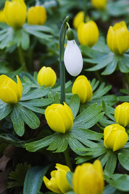 无人,竖图,室外,特写,白天,留白,美景,植物,蔬菜,叶子,英国,新鲜,景观,冬天,食品,英格兰,花,花瓣,食物,黄色,绿色,白色,自然,景色,摄影,有机食品,绿色食品,清新,自然风光,柔焦,雪花莲,冬乌头,彩图,全画面,全框架,全帧,全画幅,对焦