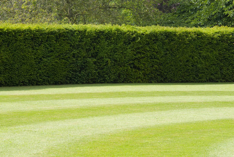 无人,横图,室外,白天,留白,草坪,英国,一排,条纹,整齐,英格兰,草,排列,绿色,夏天,摄影,园林,队列,肌理,常绿树,紫杉,式样,树篱,彩图