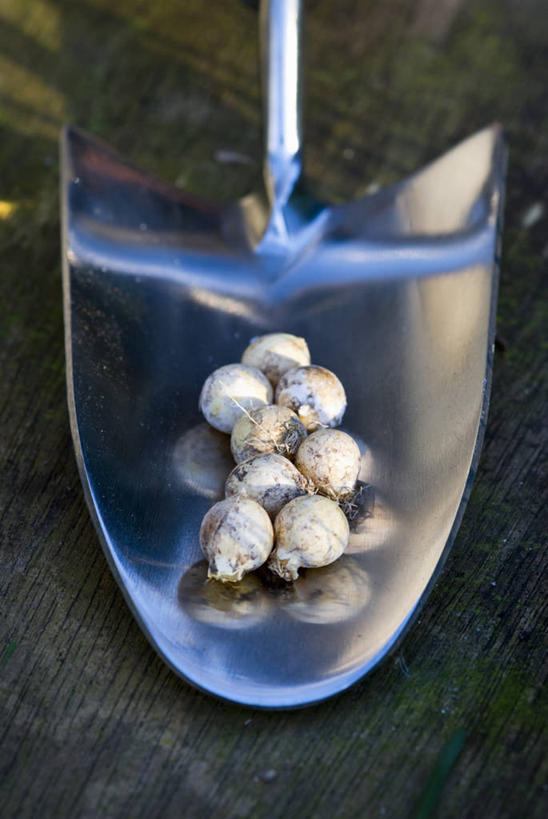 无人,竖图,特写,留白,美景,静物,金属制品,光线,金属,铲子,景观,园艺,光芒,设备,物品,白色,自然,景色,摄影,泥刀,自然风光,彩图,手铲,对焦