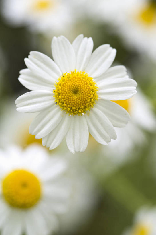 无人,竖图,室外,特写,白天,留白,美景,植物,景观,花,花瓣,黄色,白色,自然,夏天,景色,摄影,菊科植物,清新,自然风光,柔焦,彩图,对焦,多年生植物