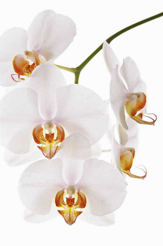 无人,竖图,特写,留白,白色背景,美景,植物,蝴蝶兰,景观,花,花瓣,黄色,白色,自然,橙色,景色,摄影,影棚,清新,自然风光,摄影棚,逆光,彩图,影棚拍摄,拍摄