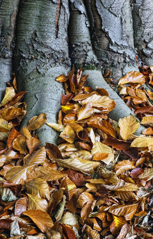 无人,竖图,室外,特写,白天,留白,美景,植物,叶子,英国,景观,褐色,树皮,根部,英格兰,树,树干,黄色,灰色,自然,橙色,景色,摄影,落下,生长,自然风光,落叶树,山毛榉树,约克郡,秋天,彩图,欧洲山毛榉