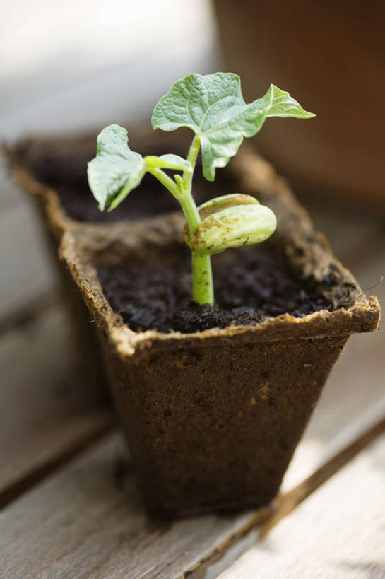 无人,竖图,室外,特写,白天,留白,农业,美景,植物,微生物,豆,蔬菜,叶子,花盆,分离,景观,泥土,园艺,褐色,发芽,饮食,一个,绿色,自然,容器,景色,摄影,生长,单个,清新,显现,自然风光,柔焦,分解,彩图,对焦,降解,生物降解,生物降解材料