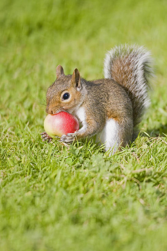 无人,吃,竖图,室外,特写,白天,留白,侧面,草坪,美景,野生动物,苹果,水果,日光,景观,拿着,饮食,草,自然,景色,摄影,自然风光,喂养,北美灰松鼠,彩图,对焦