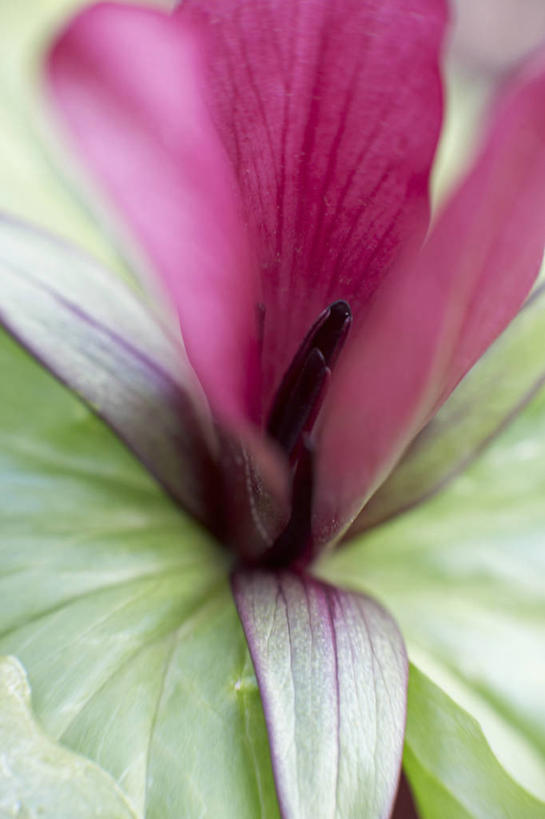 无人,竖图,彩色,室外,特写,白天,留白,微距,植物,蔬菜,新鲜,盛开,食品,花蕾,花,花瓣,花朵,鲜花,食物,一朵,粉色,花苞,花蕊,摄影,有机食品,绿色食品,五颜六色,色彩斑斓,清新,柔焦,五彩缤纷,延龄草,五彩斑斓,五光十色,设计,彩图,全画面,全框架,全帧,全画幅,对焦