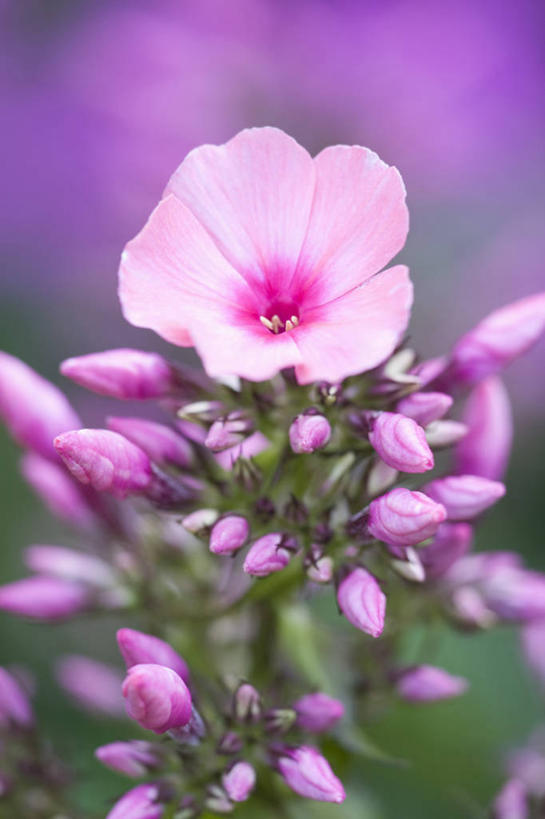 无人,竖图,室外,特写,白天,留白,美景,植物,景观,花蕾,花,花瓣,粉色,自然,夏天,景色,摄影,清新,自然风光,柔焦,草夹竹桃,彩图,宿根福禄考,天蓝绣球,夏福禄,锥花福禄考,对焦,多年生植物