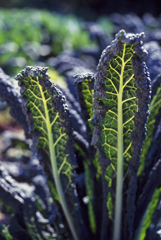 无人,竖图,室外,特写,白天,留白,美景,植物,蔬菜,叶子,日光,景观,食品,饮品,饮食,食物,饮料,绿色,自然,景色,摄影,生长,可口,清新,自然风光,柔焦,羽衣甘蓝,逆光,适口,叶脉,彩图,对焦